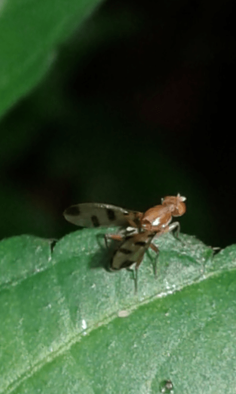 Opomyzidae : Geomyza sp.?  S